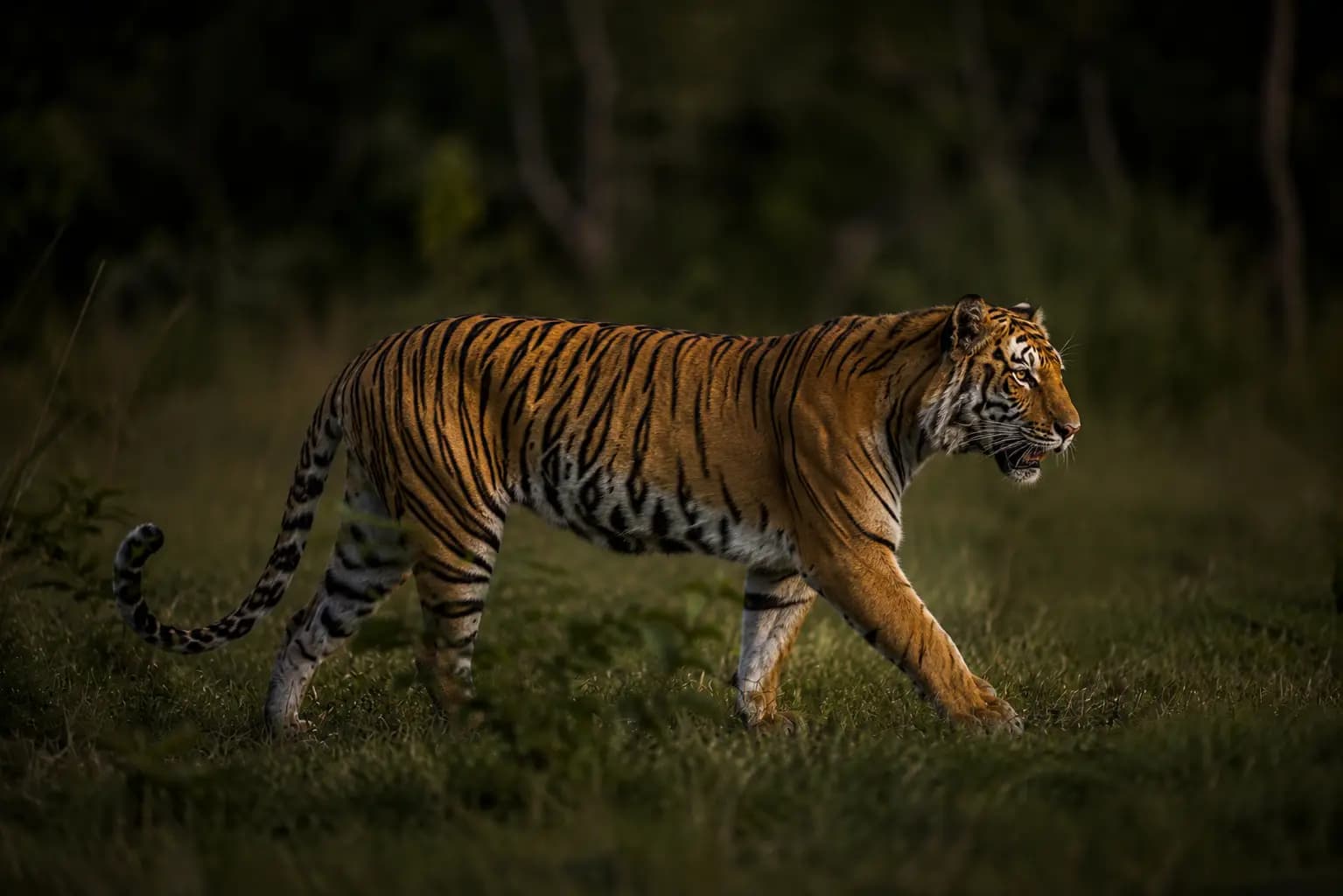 Sariska Tiger Reserve landscape with leopard
