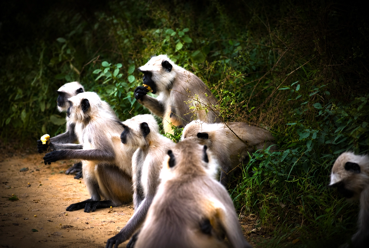 Sariska Tiger Reserve wildlife