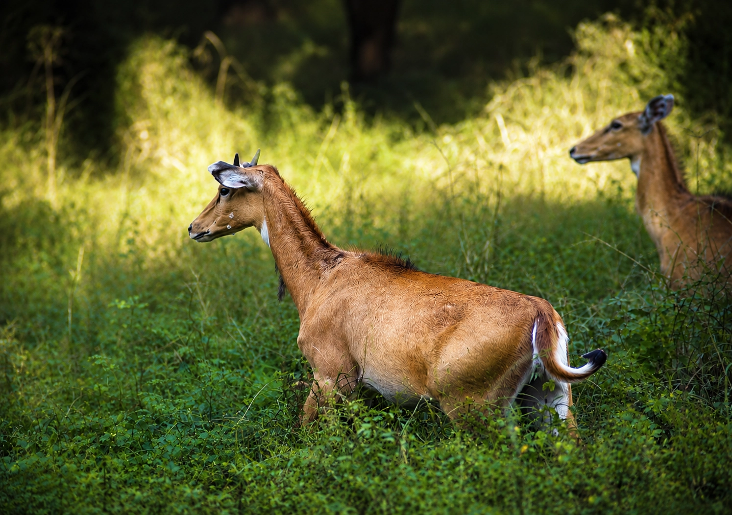 Sariska Tiger Reserve wildlife