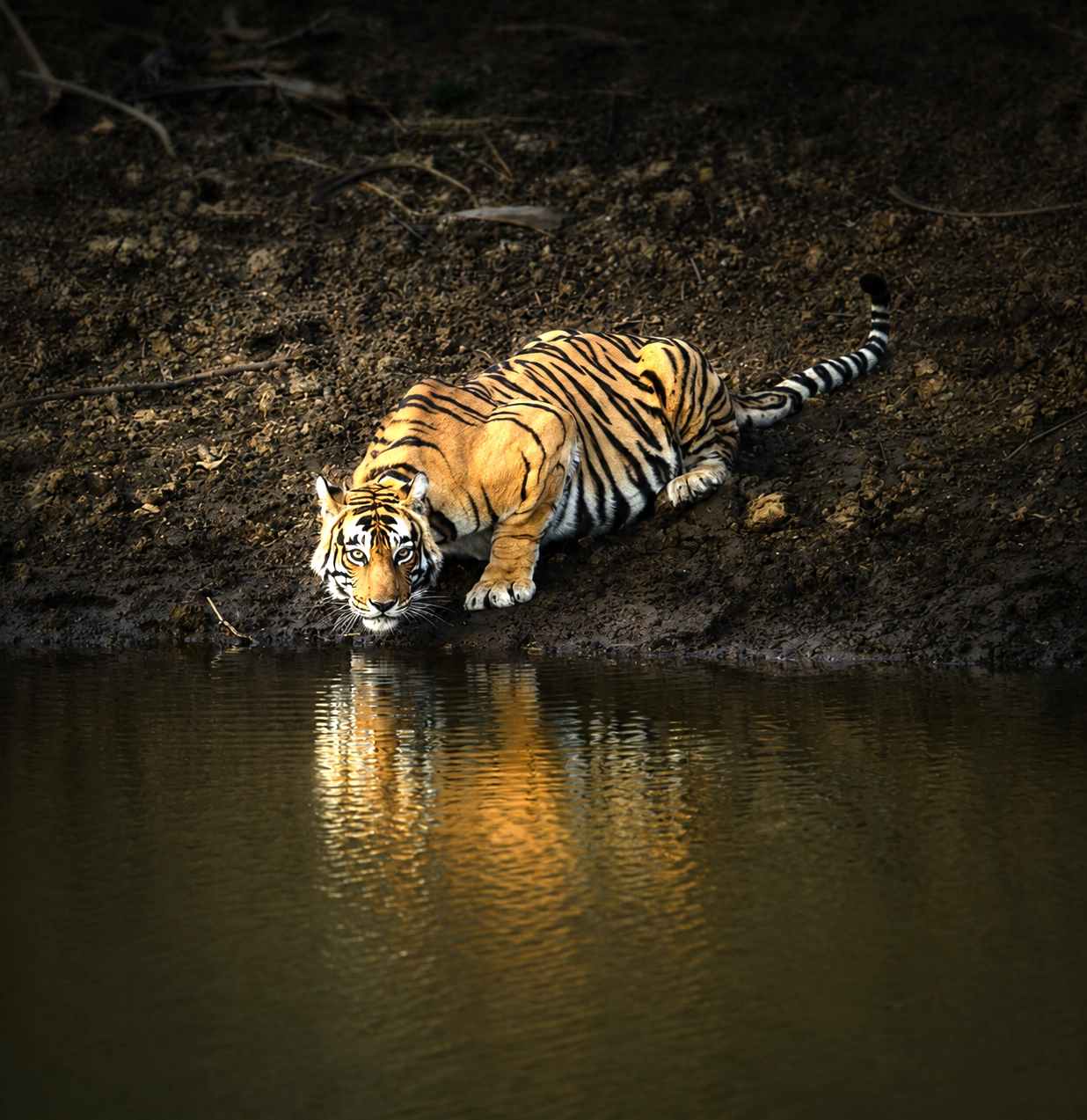 Sariska Tiger Reserve wildlife