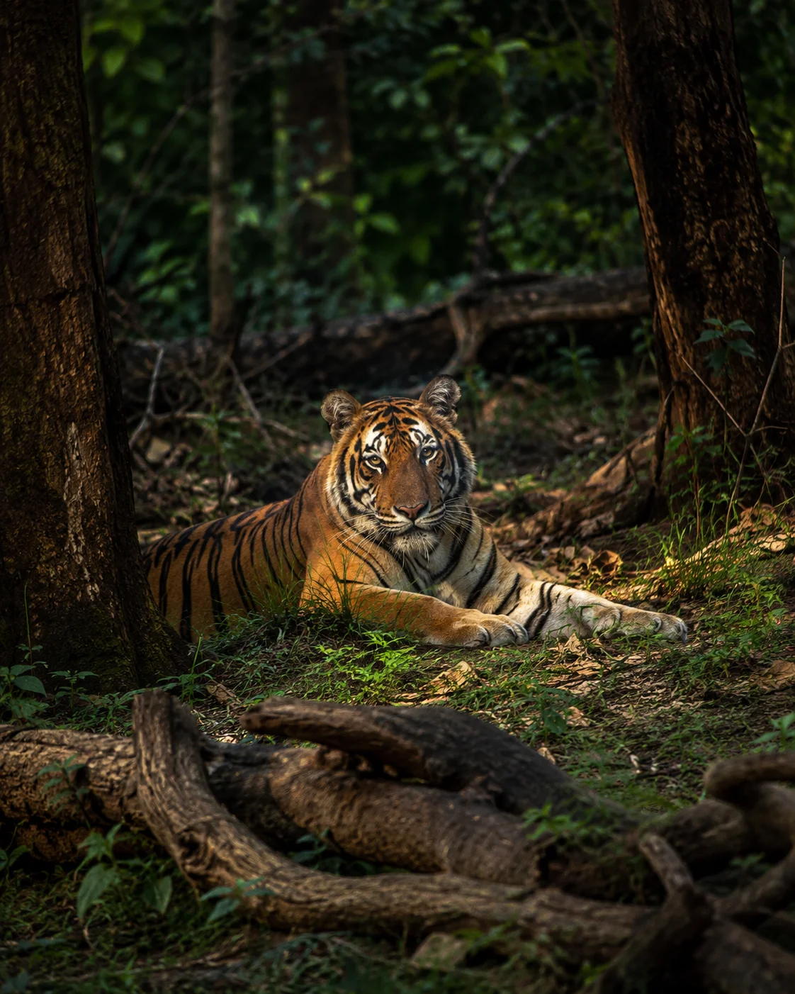 Sariska Tiger Reserve wildlife