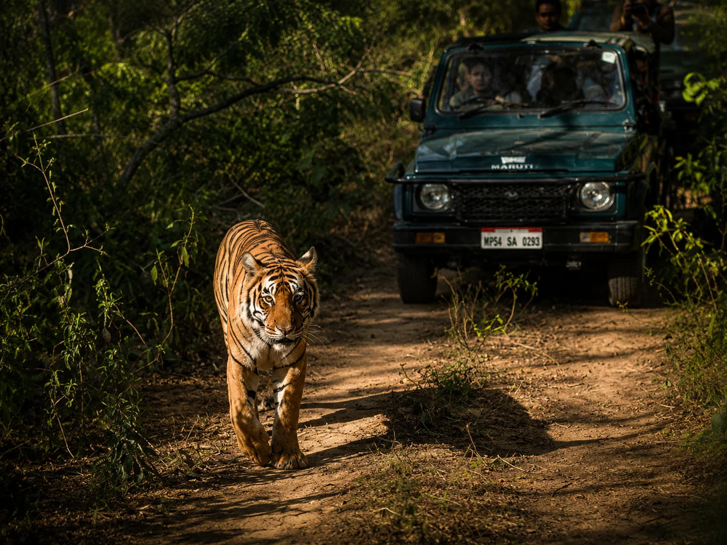 Sariska Tiger Reserve wildlife